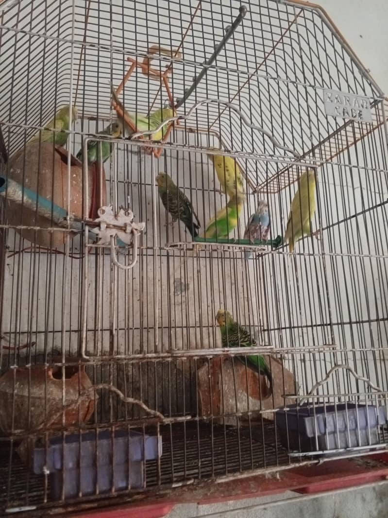 parrots 0