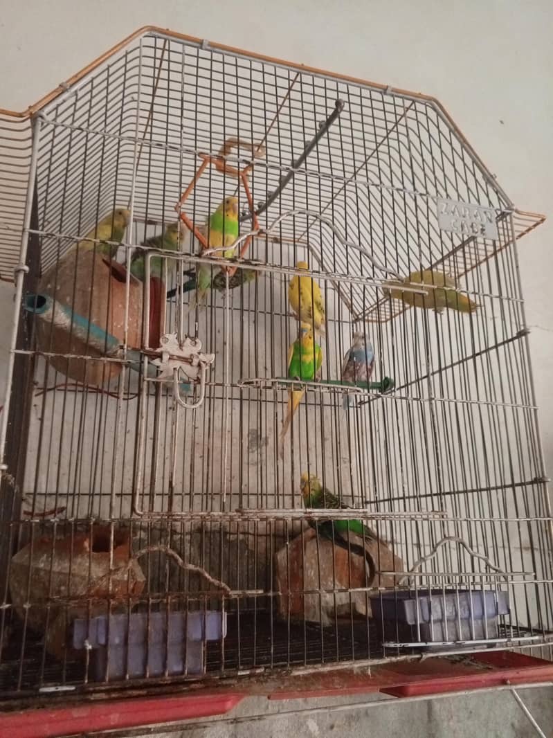 parrots 1
