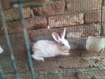 white red eyes bunny pair