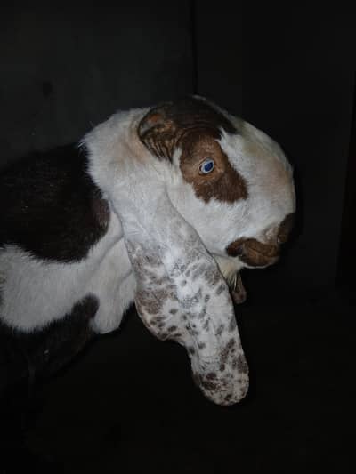 Bakra for sale