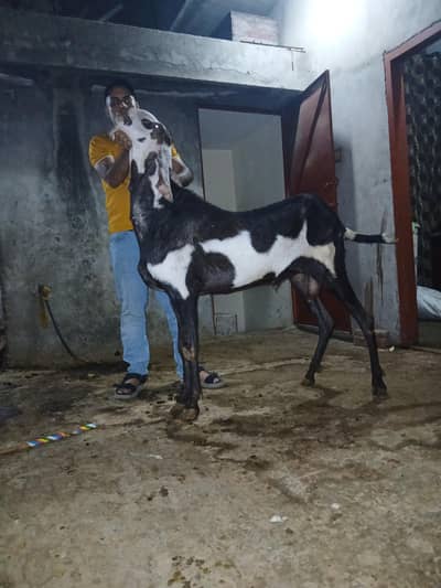 Bakra for sale
