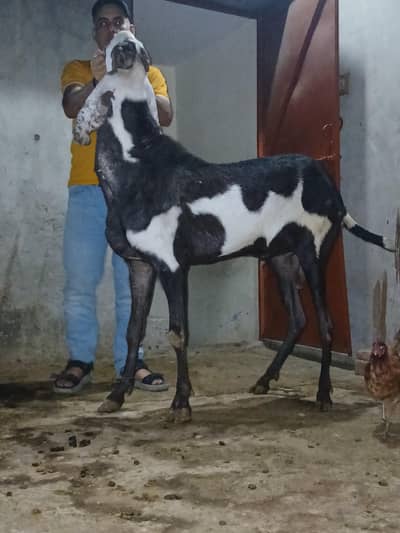 Bakra for sale