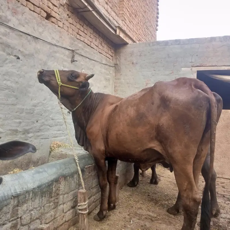 Cow | gaye — photo 2
