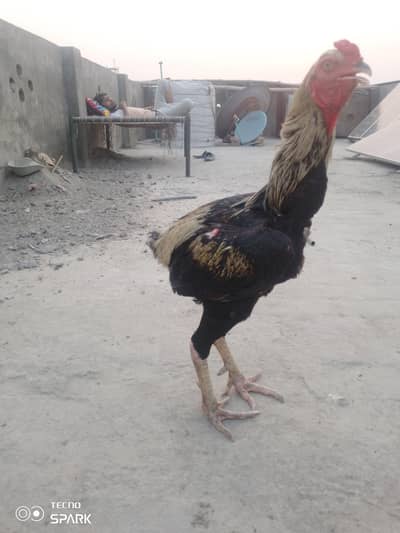 Breeder Male For sale
