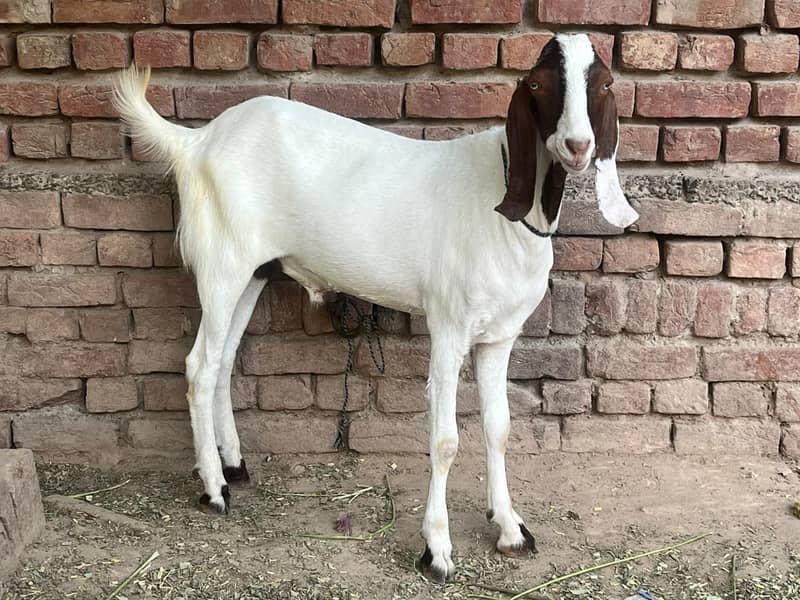 Goats 0