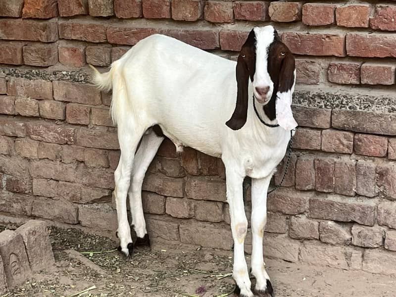 Goats 2