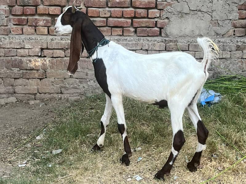Goats 3