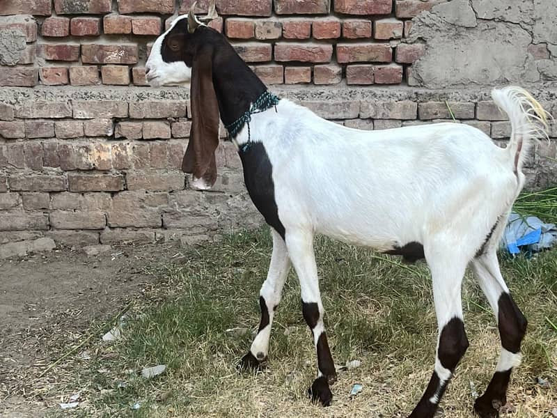 Goats 4
