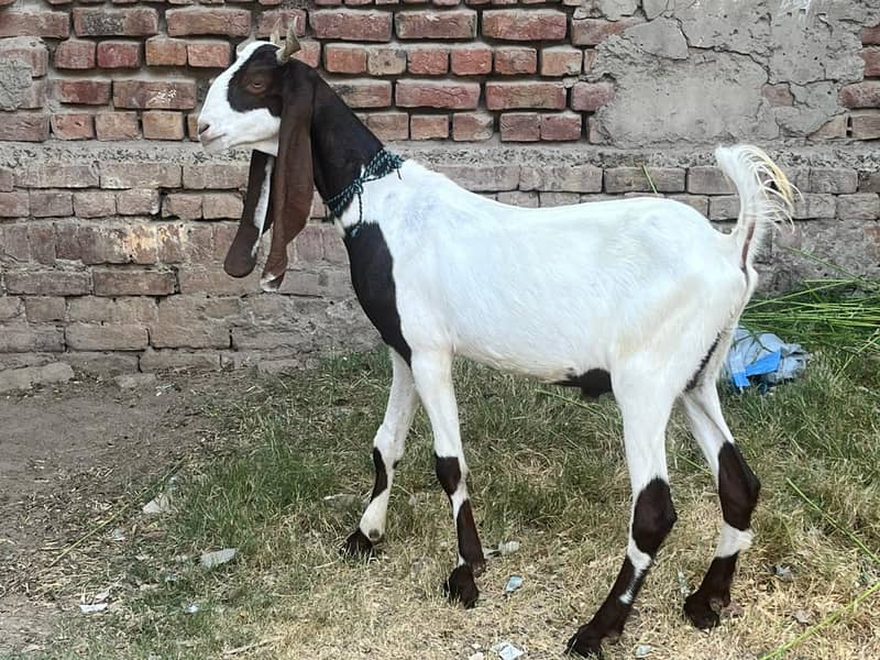Goats 5