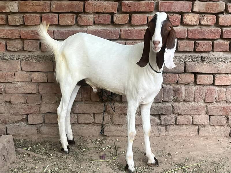 Goats 6