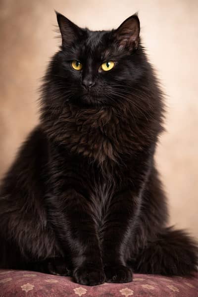 Jet black cat