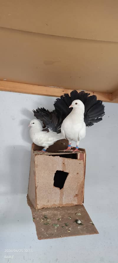Confirm breader pair