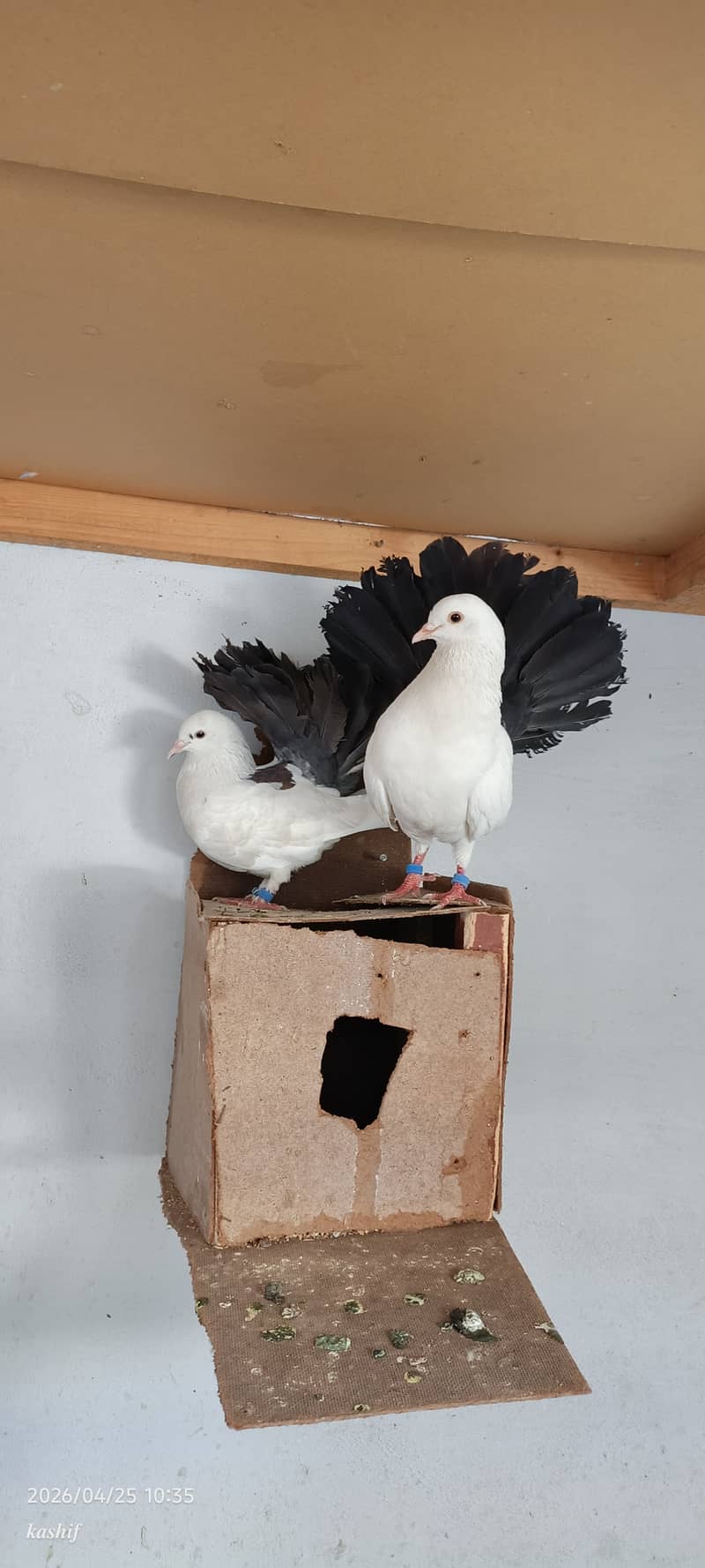 Confirm breader pair 0