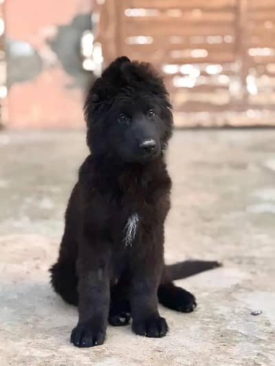 German shepherd