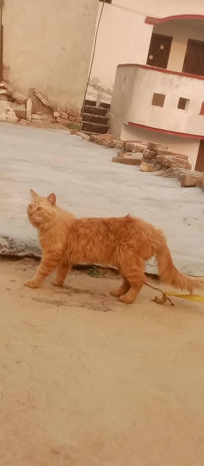 Persian male