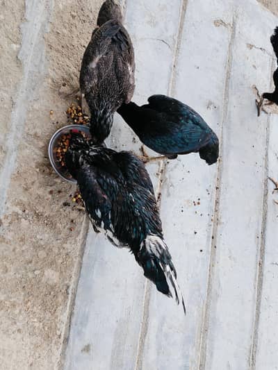 3 female ,2 male for sale hai mashallah se jawan hai
