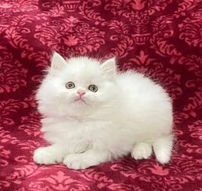Persian cat triple code 5 phase code for sale argent