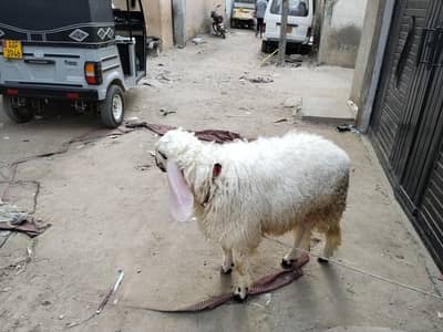 dhumbha sheep