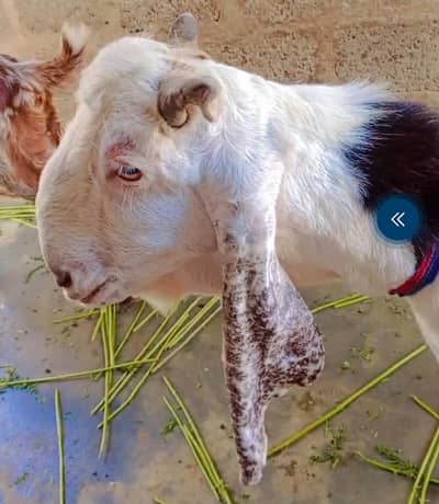bakra 4dant