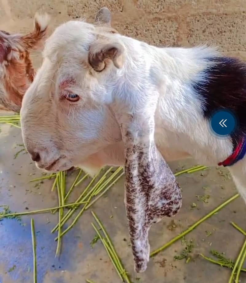 bakra 4dant 0