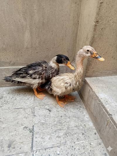 Two Male ducks