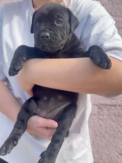 cane corso male puppy  /dog