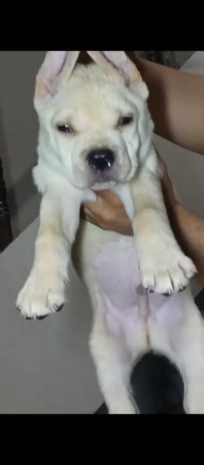 cane corso male puppy  /dog