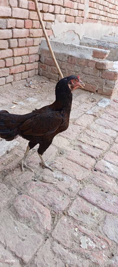 Aseel kaurak hen for sale.