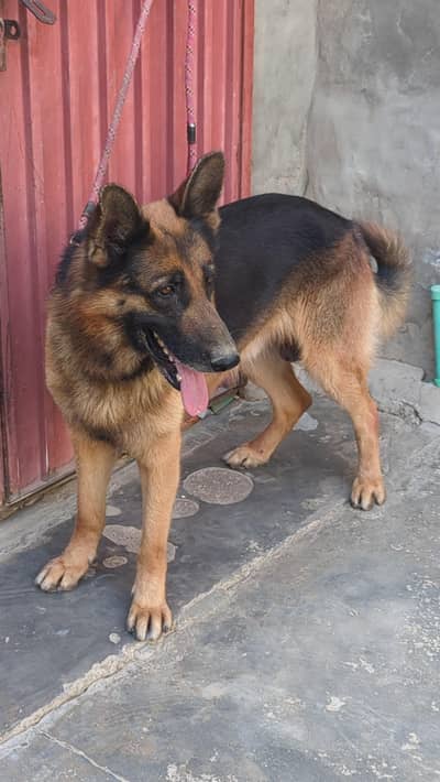 German shepherd pair looking for new home 0/3/2/5/6/3/9/6/9/2/2