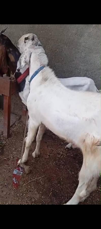 bakra