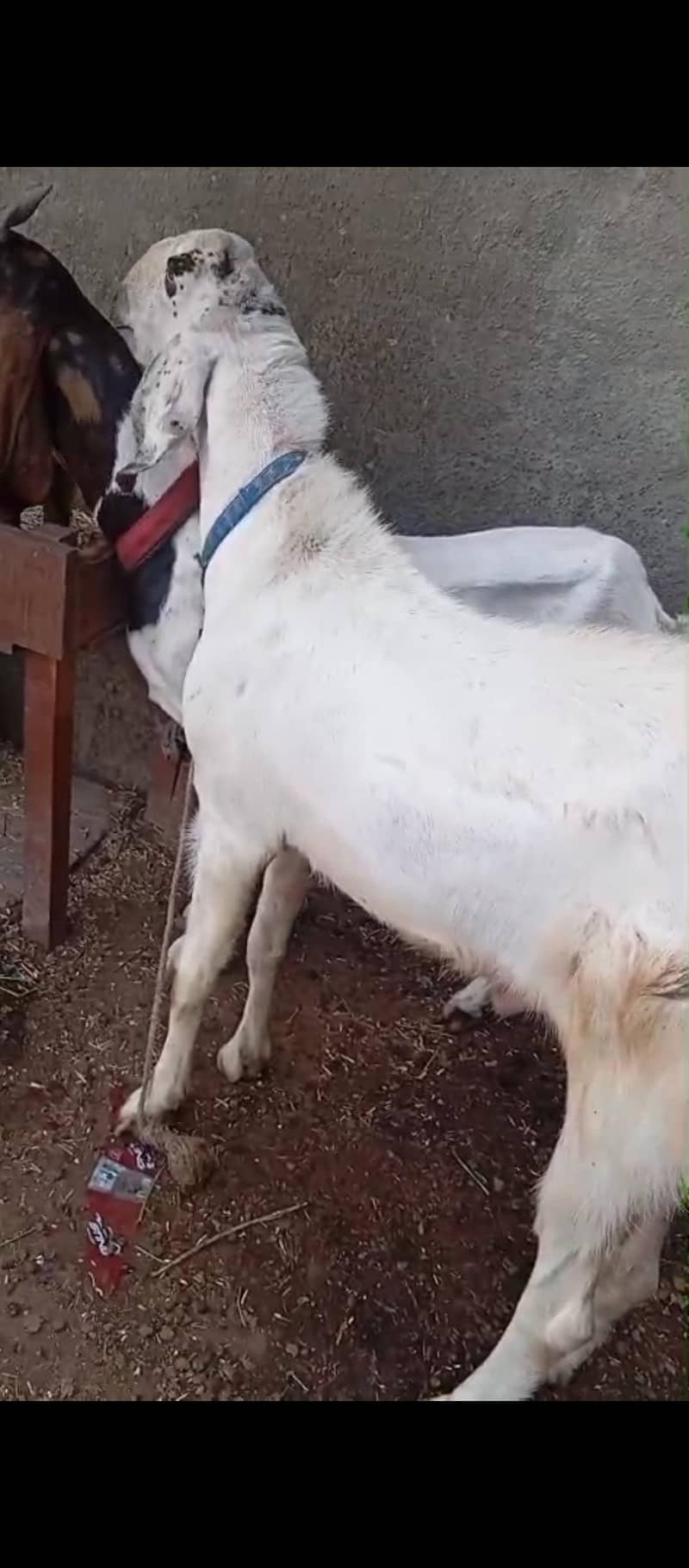bakra 0