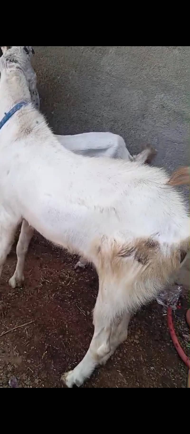 bakra 1