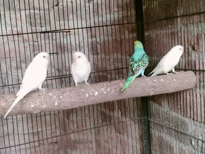budgies for sale