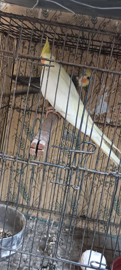 Cocktail pair for sale
