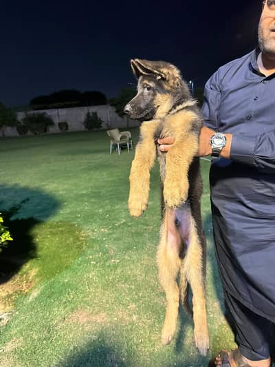 GERMAN SHEPHERD PUPPY | GSD PUPPY | GERMAN SHEPHERED DOG FOR SALE