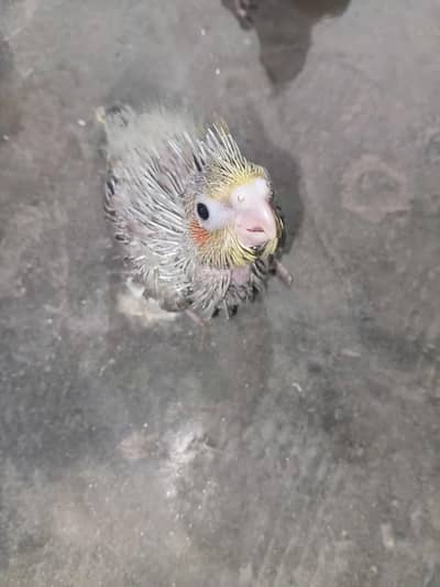 Cocktails Chicks For hand tame