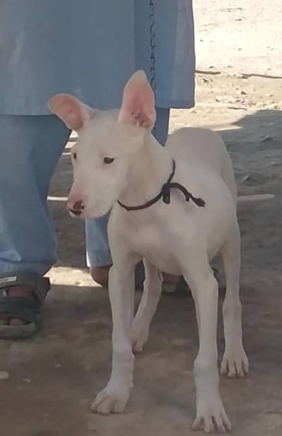 top quality kohati gultair female age 3 month for sale
