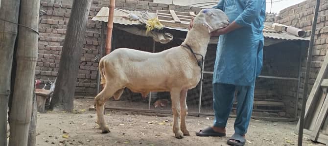 Mundra chatra