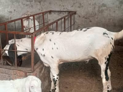 fresh 4dant makhi cheena bakra 03004031969