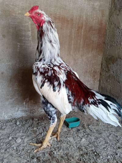 selling aseel murga