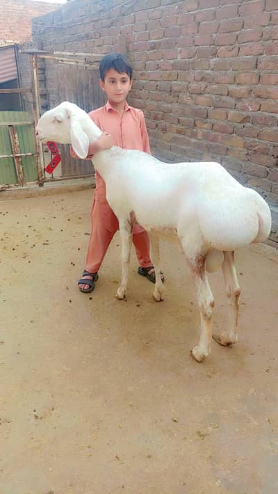 Desi dhumbay for sale Qurbani 2026