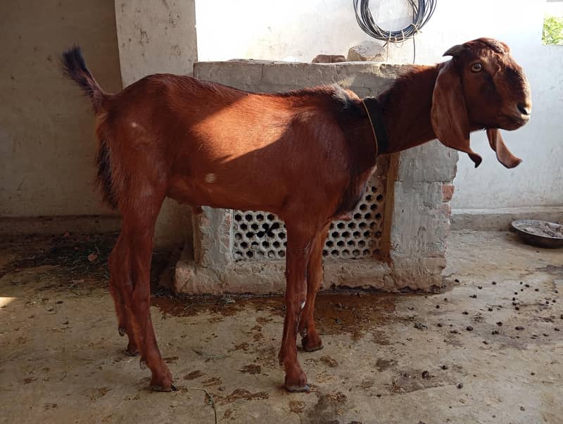 Bakra For Eid 2026 1
