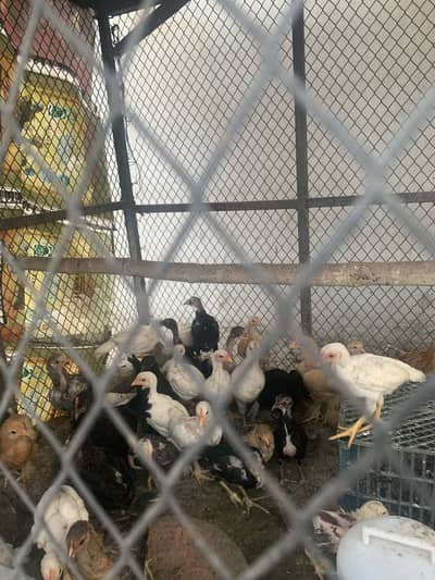 Chicks for sale