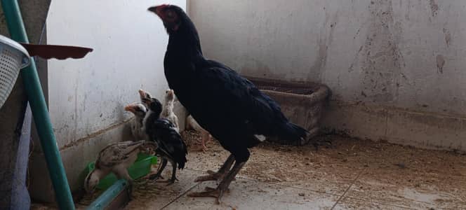 Aseel Murghi With 7 Healthy Aseel Chicks (2 Months Old)