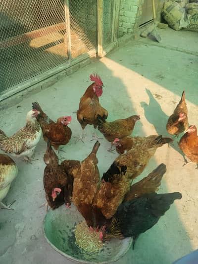 desi hens