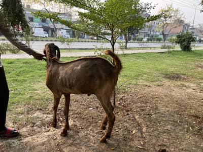 Qurbani wala healthy bakra