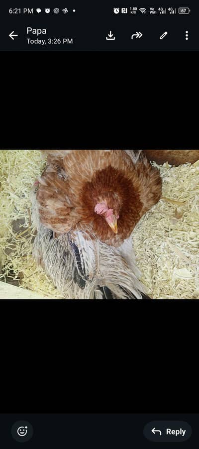 kurak hen || broody hens || home bread