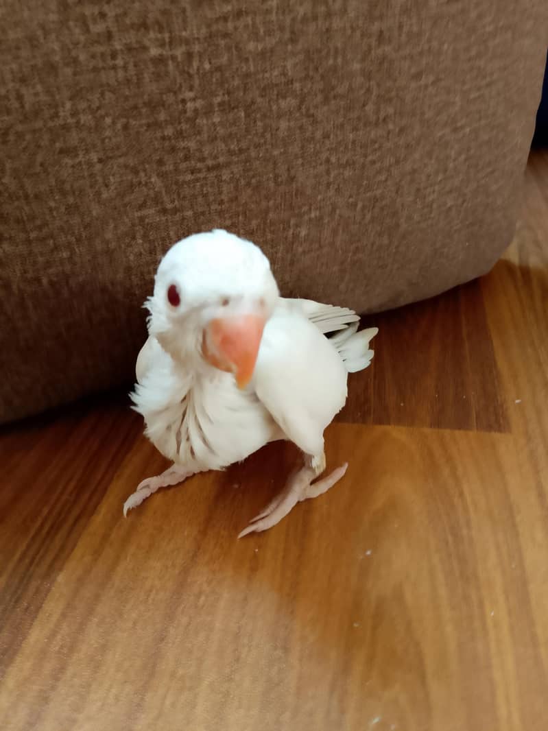 ringneck chick 0
