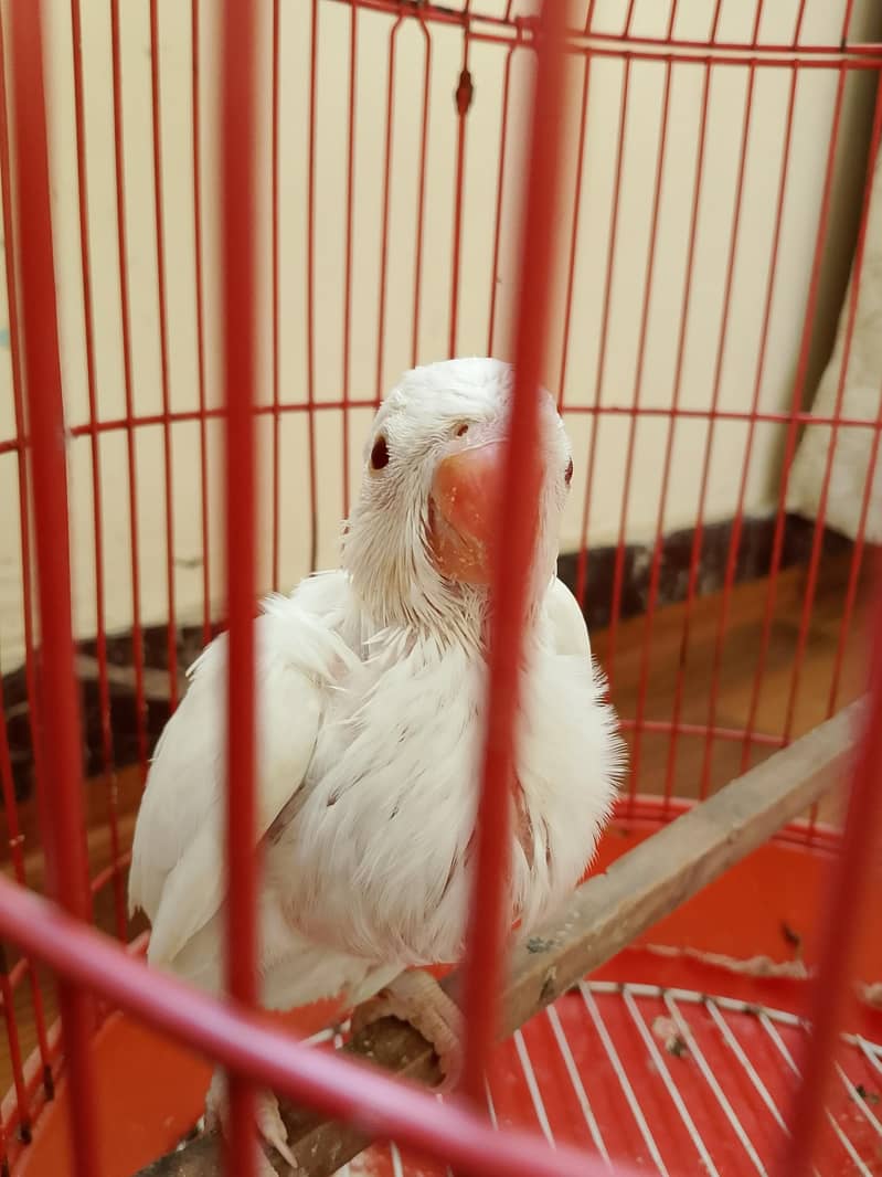 ringneck chick 1