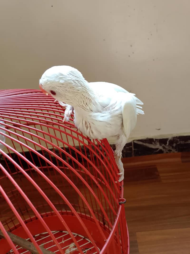 ringneck chick 2